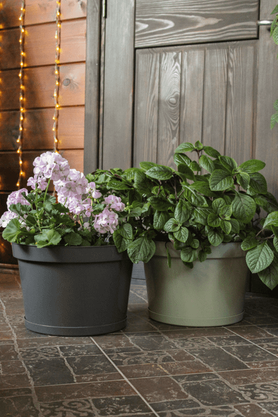 Изображение товара Кашпо Gardenplast Фикус 20 / 00250 (шалфей)