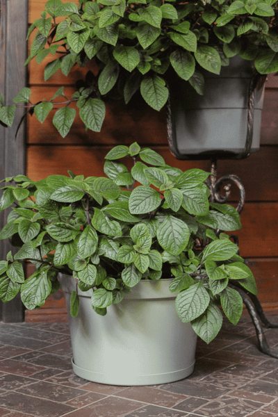 Изображение товара Кашпо Gardenplast Фикус 20 / 00250 (шалфей)