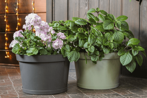 Изображение товара Кашпо Gardenplast Фикус 20 / 00250 (шалфей)