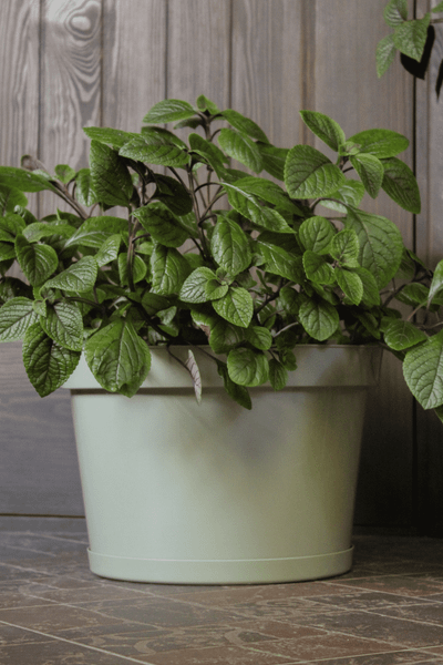 Изображение товара Кашпо Gardenplast Фикус 20 / 00250 (шалфей)