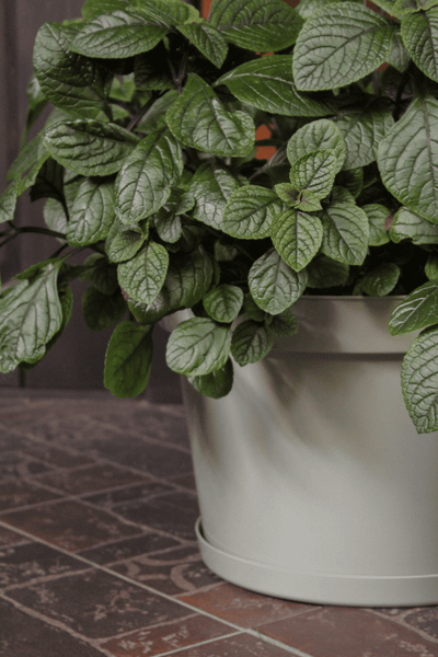 Изображение товара Кашпо Gardenplast Фикус 20 / 00250 (шалфей)