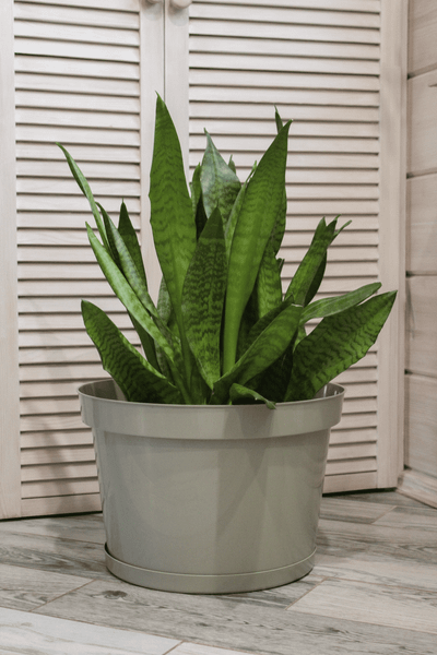 Изображение товара Кашпо Gardenplast Фикус 20 / 00250 (шалфей)