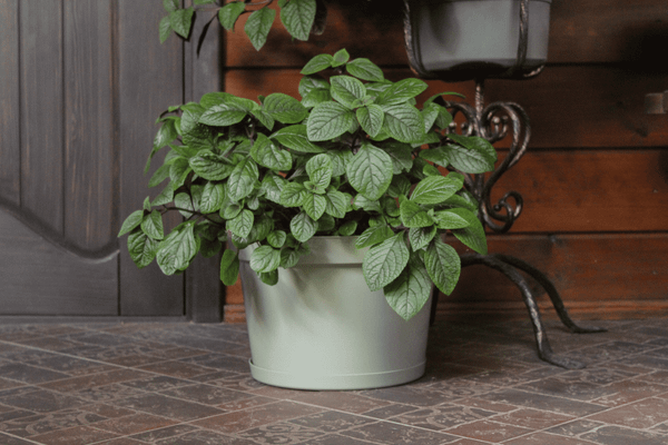 Изображение товара Кашпо Gardenplast Фикус 20 / 00250 (шалфей)