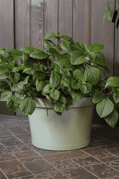 Изображение товара Кашпо Gardenplast Фикус 20 / 00250 (шалфей)