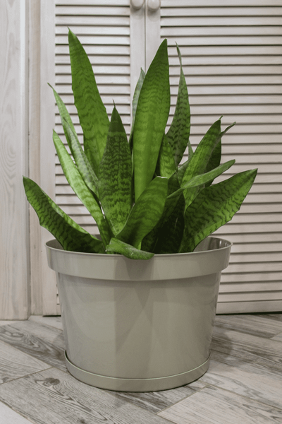 Изображение товара Кашпо Gardenplast Фикус 20 / 00250 (шалфей)