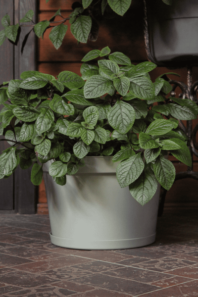 Изображение товара Кашпо Gardenplast Фикус 20 / 00250 (шалфей)