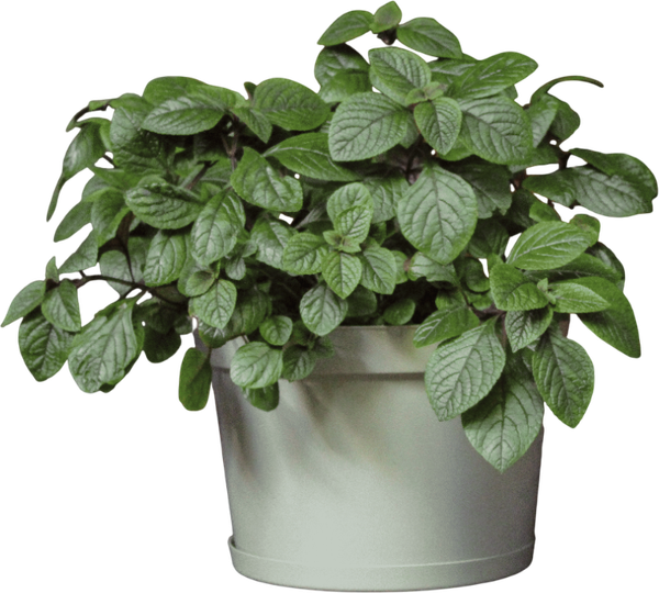 Изображение товара Кашпо Gardenplast Фикус 20 / 00250 (шалфей)