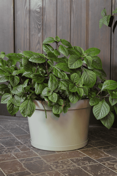 Изображение товара Кашпо Gardenplast Фикус 20 / 00250 (шалфей)