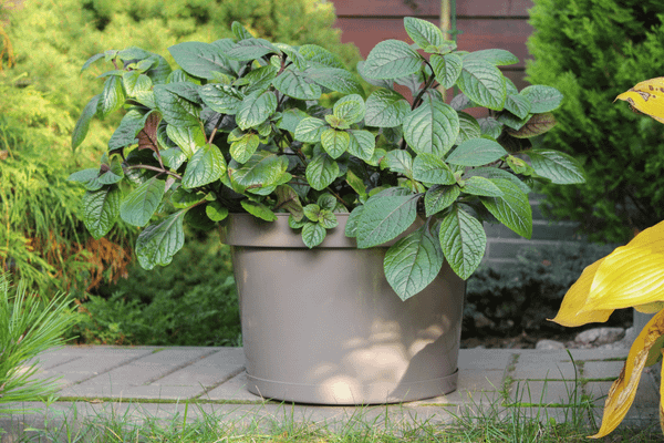 Изображение товара Кашпо Gardenplast Фикус 20 / 00251 (мокко)