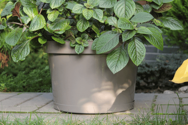 Изображение товара Кашпо Gardenplast Фикус 20 / 00251 (мокко)