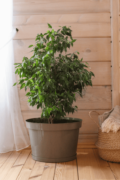 Изображение товара Кашпо Gardenplast Фикус 20 / 00251 (мокко)