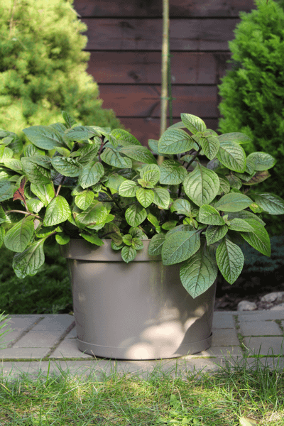 Изображение товара Кашпо Gardenplast Фикус 20 / 00251 (мокко)