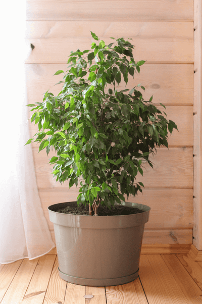 Изображение товара Кашпо Gardenplast Фикус 20 / 00251 (мокко)