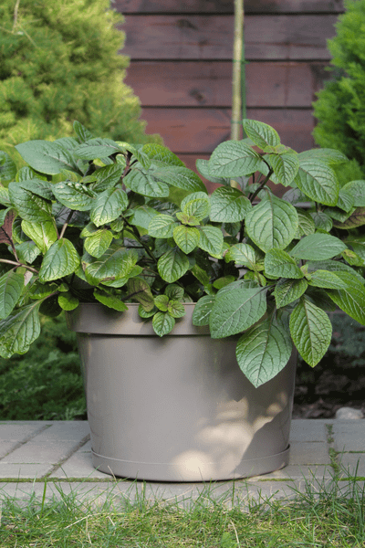 Изображение товара Кашпо Gardenplast Фикус 20 / 00251 (мокко)