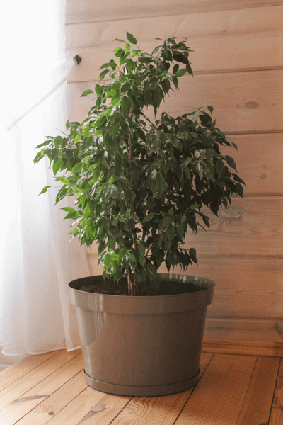 Изображение товара Кашпо Gardenplast Фикус 20 / 00251 (мокко)