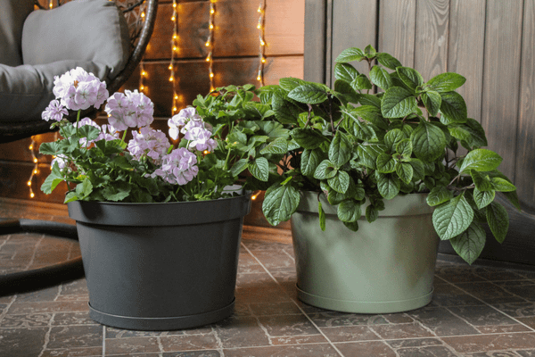 Изображение товара Кашпо Gardenplast Фикус 20 / 00252 (графитовый)