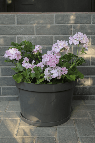 Изображение товара Кашпо Gardenplast Фикус 20 / 00252 (графитовый)