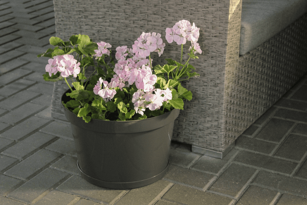 Изображение товара Кашпо Gardenplast Фикус 20 / 00252 (графитовый)