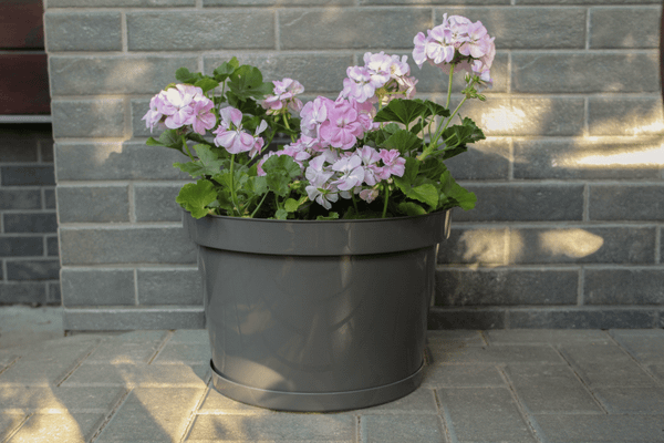 Изображение товара Кашпо Gardenplast Фикус 20 / 00252 (графитовый)