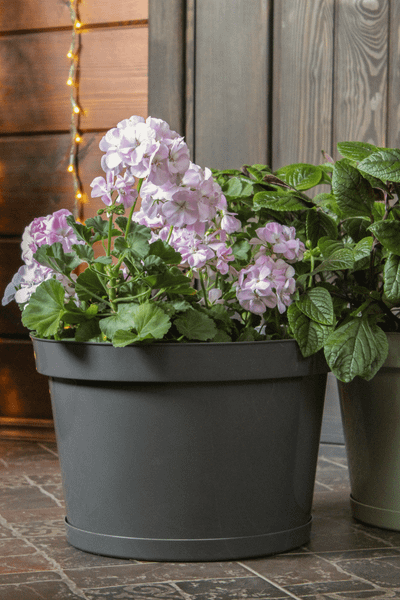 Изображение товара Кашпо Gardenplast Фикус 20 / 00252 (графитовый)