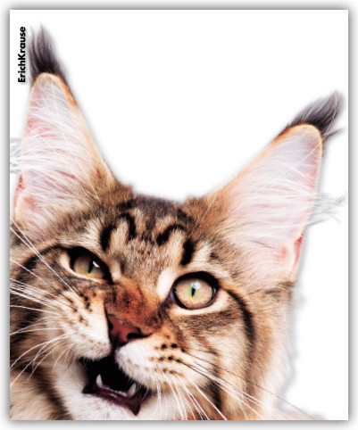 Изображение товара Набор обложек Erich Krause Hiding Cats / 61128