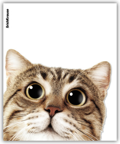 Изображение товара Набор обложек Erich Krause Hiding Cats / 61128