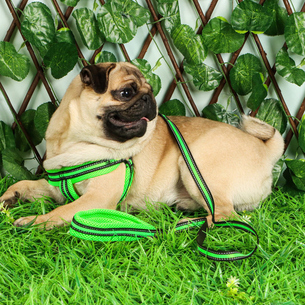 Изображение товара Шлея с поводком Sima-Land Светоотражающий / 7149049 (желтый)