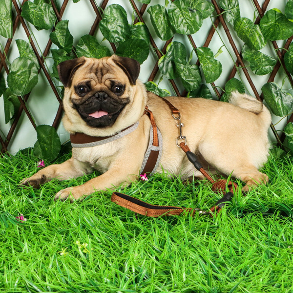 Изображение товара Шлея с поводком Sima-Land 7149012 (р.M, коричневый)