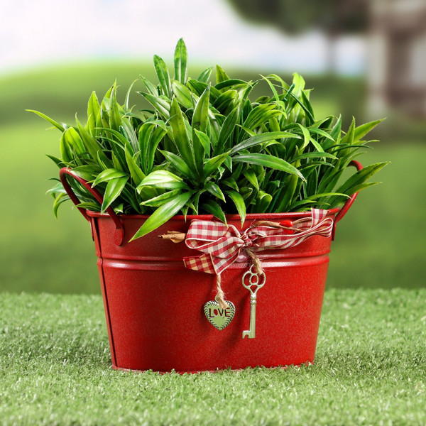 Изображение товара Кашпо Take It Easy Ведерко Рустад / 9944489 (красный)