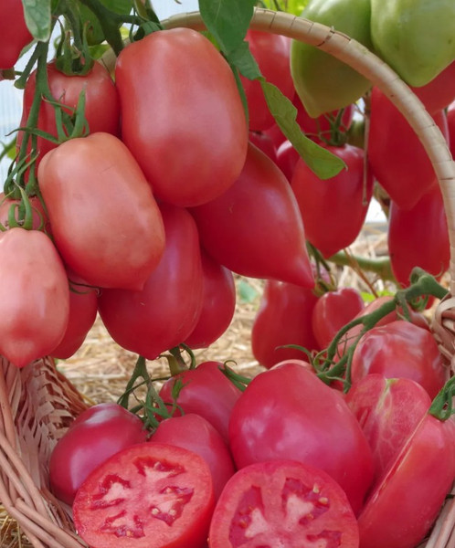 Изображение товара Набор семян Агрофирма Партнер Томат Сулейман F1 (2шт)