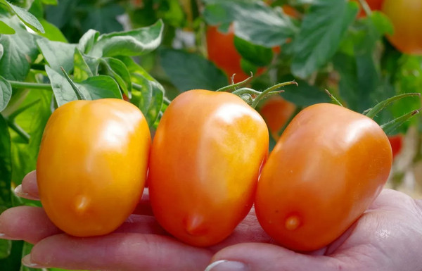 Изображение товара Набор семян Агрофирма Партнер Томат Сиеста F1 (2шт)