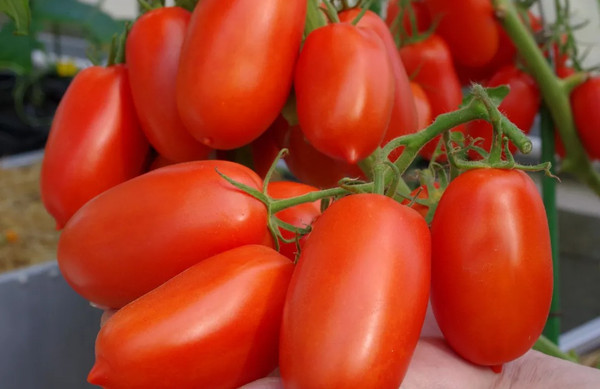 Изображение товара Набор семян Агрофирма Партнер Томат Жара F1 (2шт)