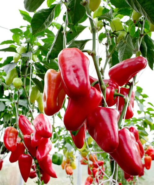 Изображение товара Набор семян Агрофирма Партнер Перец сладкий Петровчанка (2шт)