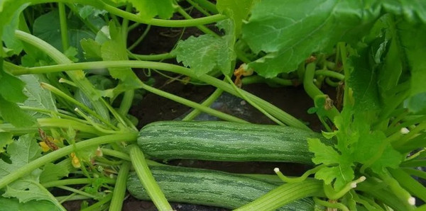 Изображение товара Набор семян Агрофирма Партнер Кабачок Зебра (2шт)