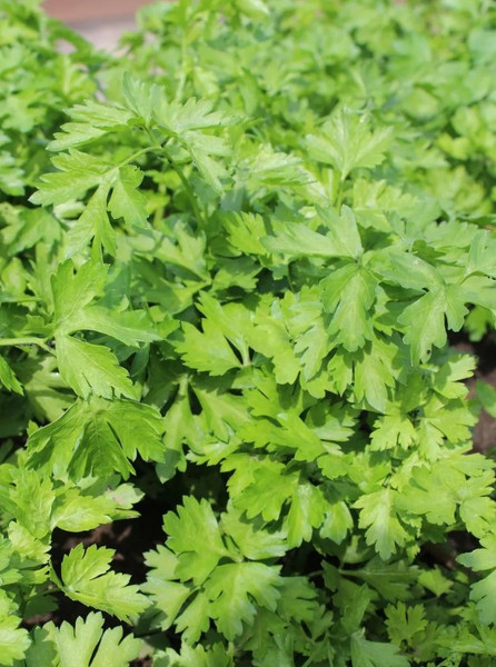 Изображение товара Набор семян Агрофирма Партнер Петрушка листовая Карнавал (2шт)