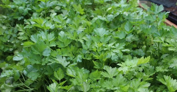 Изображение товара Набор семян Агрофирма Партнер Петрушка листовая Карнавал (2шт)