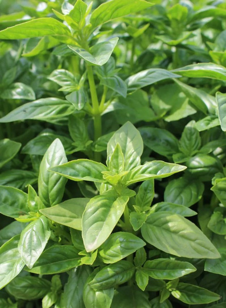 Изображение товара Набор семян Агрофирма Партнер Базилик Мариан (2шт)