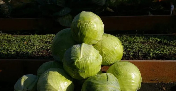 Изображение товара Набор семян Агрофирма Партнер Капуста белокочанная позднеспелая Валентина F1 (2шт)