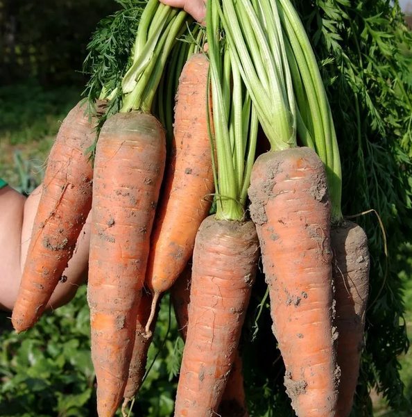 Изображение товара Набор семян Агрофирма Партнер Морковь Канада F1 (2шт)