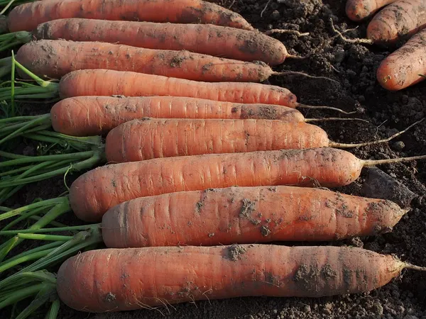 Изображение товара Набор семян Агрофирма Партнер Морковь Краса Севера F1 (2шт)