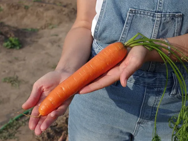 Изображение товара Набор семян Агрофирма Партнер Морковь Краса Севера F1 (2шт)