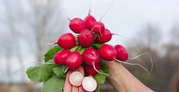 Изображение товара Набор семян Агрофирма Партнер Редис Царевна F1 (2шт)