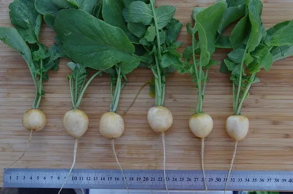 Изображение товара Набор семян Агрофирма Партнер Редис Злата (2шт)