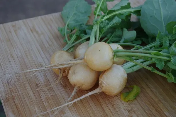 Изображение товара Набор семян Агрофирма Партнер Редис Злата (2шт)