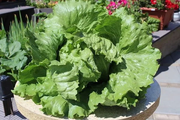 Изображение товара Набор семян Агрофирма Партнер Салат кочанный Айсберг (2шт)