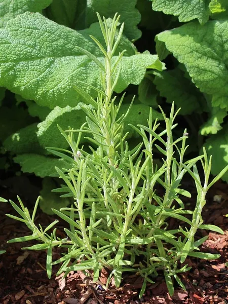 Изображение товара Набор семян Агрофирма Партнер Розмарин Нежность (2шт)