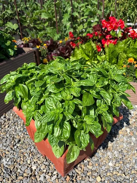 Изображение товара Набор семян Агрофирма Партнер Базилик овощной серия. Букет Прованса Мистер Грин (2шт)