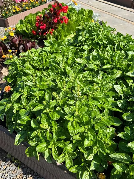 Изображение товара Набор семян Агрофирма Партнер Базилик овощной серия. Букет Прованса Мистер Грин (2шт)