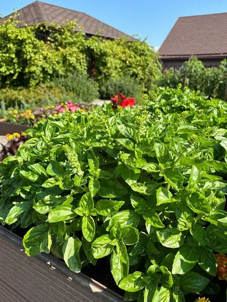 Изображение товара Набор семян Агрофирма Партнер Базилик овощной серия. Букет Прованса Мистер Грин (2шт)