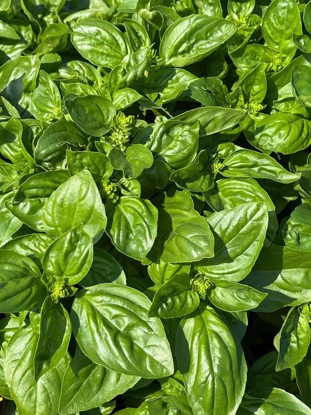 Изображение товара Набор семян Агрофирма Партнер Базилик овощной серия. Букет Прованса Мистер Грин (2шт)